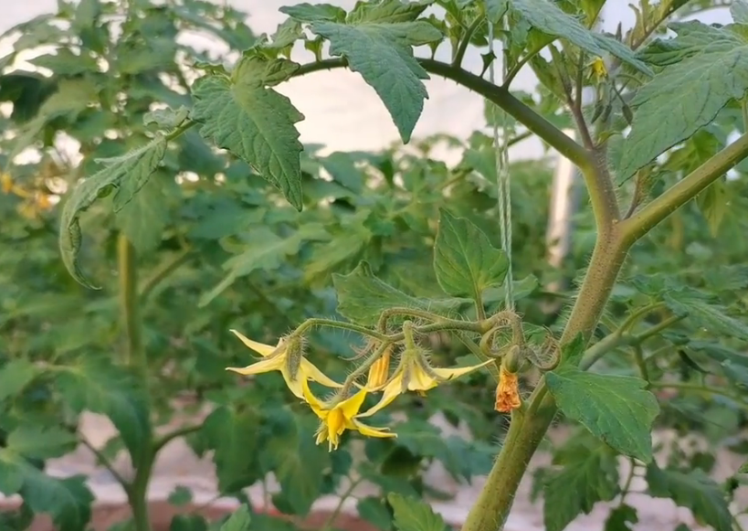 赤霉素是植物生长调节剂_植物生长调节剂赤霉素的作用_赤霉素促进植物生长